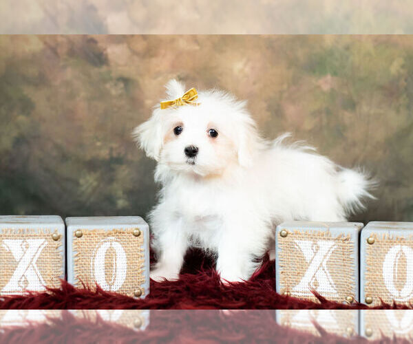 Medium Photo #9 Maltese Puppy For Sale in WARSAW, IN, USA