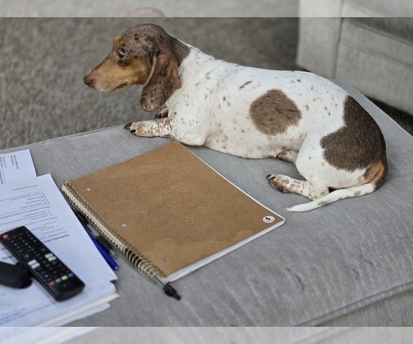 Medium Photo #1 Dachshund Puppy For Sale in ALTOONA, PA, USA
