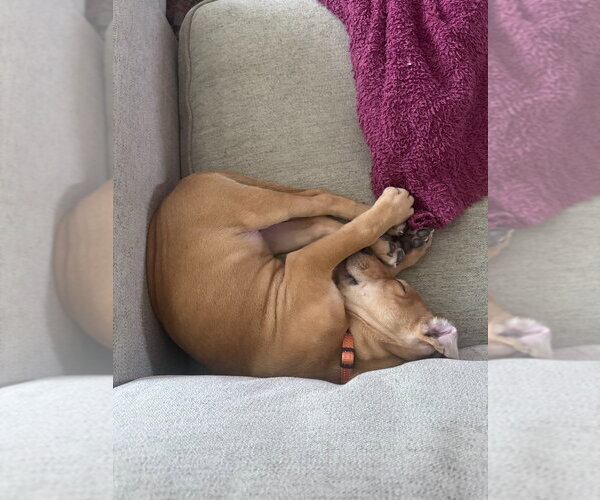 Medium Photo #4 Labrador Retriever-Unknown Mix Puppy For Sale in Minneapolis, MN, USA