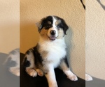 Small Photo #7 Australian Shepherd Puppy For Sale in PHOENIX, AZ, USA