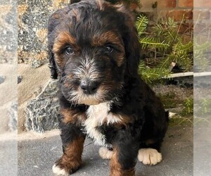 Bernedoodle Puppy for sale in CONESTOGA, PA, USA