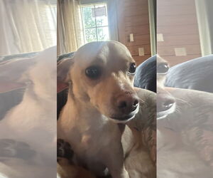 Chihuahua-Unknown Mix Dogs for adoption in Ball Ground, GA, USA