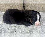 Small Photo #10 Australian Shepherd Puppy For Sale in SALISBURY, NC, USA