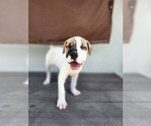 Mutt Dogs for adoption in Oakland Park , FL, USA