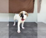 Small Mutt