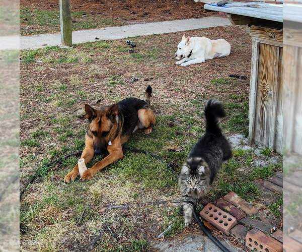 Medium Photo #4 German Shepherd Dog Puppy For Sale in La Grange , NC, USA