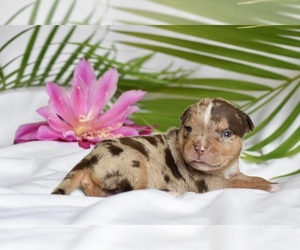 American Bully Puppy for sale in DE LEON SPRINGS, FL, USA