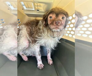 Mutt Dogs for adoption in Virginia Beach, VA, USA