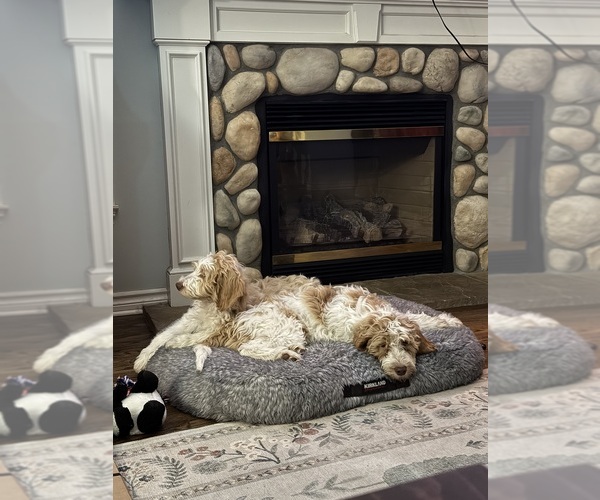 Medium Photo #83 Aussie-Poo-Goldendoodle Mix Puppy For Sale in COMMERCE, MI, USA