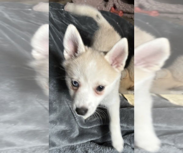 Medium Photo #220 Pomsky Puppy For Sale in LOVELAND, CO, USA