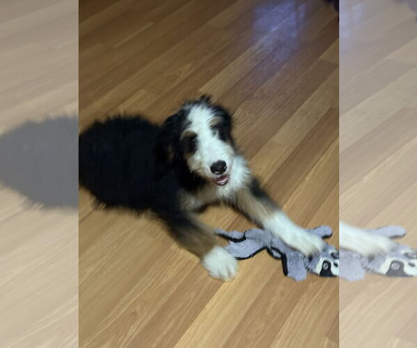 Medium Photo #5 Bernedoodle Puppy For Sale in Littleton, CO, USA
