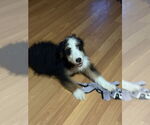 Small #4 Bernedoodle