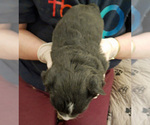 Small Photo #2 Miniature Australian Shepherd Puppy For Sale in HILLIARD, OH, USA