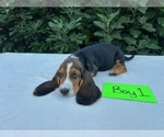 Small #6 Basset Hound