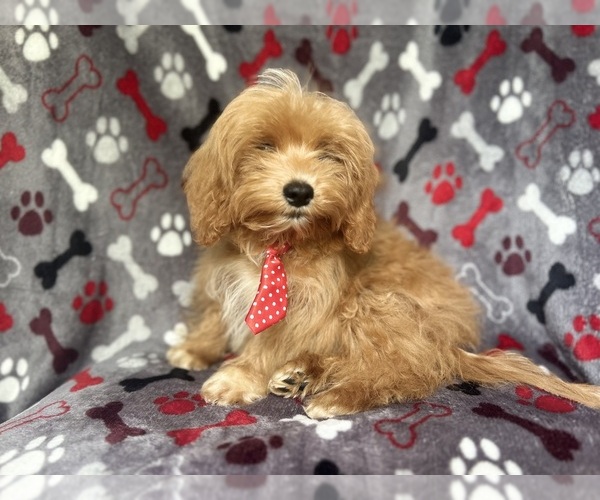 Medium Photo #5 ShihPoo Puppy For Sale in LAKELAND, FL, USA