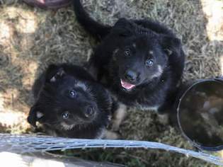 German Shepherd Dog Puppy for sale in CLAREMORE, OK, USA