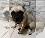 Small Photo #4 French Bulldog Puppy For Sale in San Diego, CA, USA