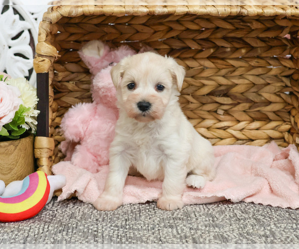 Medium Photo #15 Schnauzer (Miniature) Puppy For Sale in SYRACUSE, IN, USA