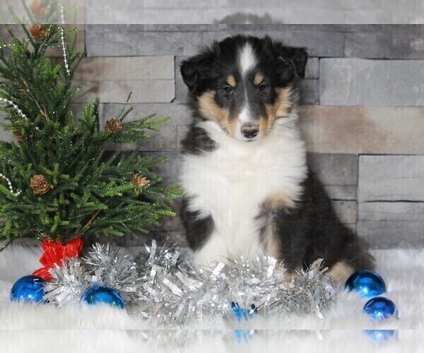 Medium Photo #1 Collie Puppy For Sale in APPLE CREEK, OH, USA