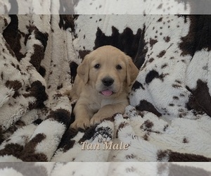 Medium Golden Retriever