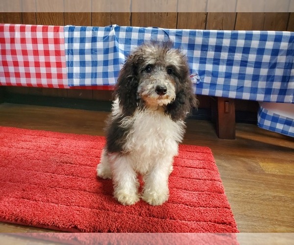 Medium Photo #3 Poodle (Toy) Puppy For Sale in COLORADO SPRINGS, CO, USA