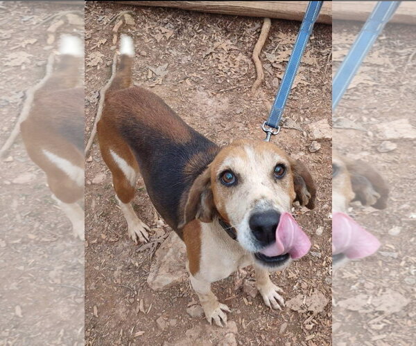 Medium Photo #7 Mutt Puppy For Sale in Rustburg, VA, USA