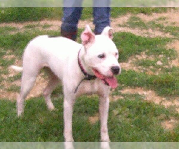 Medium Photo #3 American Pit Bull Terrier Puppy For Sale in Osgood, IN, USA