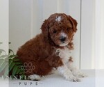 Small #2 Goldendoodle (Miniature)