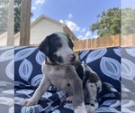 Small Photo #15 Great Dane Puppy For Sale in WILLIS, TX, USA