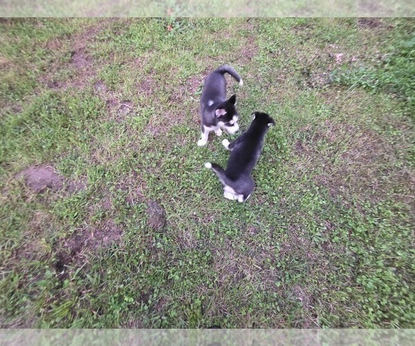 Medium Photo #34 Siberian Husky Puppy For Sale in ALTON, IL, USA