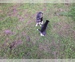 Small Photo #34 Siberian Husky Puppy For Sale in ALTON, IL, USA