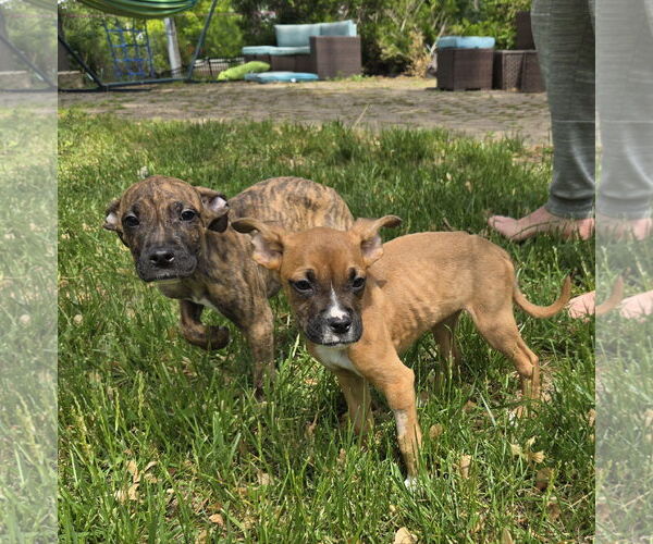 Medium Photo #3 Boxer-Unknown Mix Puppy For Sale in Belleuve, NE, USA