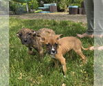 Small #2 Boxer Mix