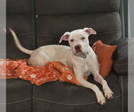 LYDIA - Female Mutt Dog for Adoption - Small photo