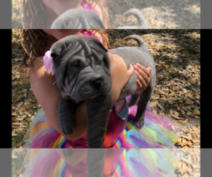 Chinese Shar-Pei Puppy for sale in DANIA, FL, USA