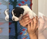 Small #10 Pembroke Welsh Corgi-Poodle (Miniature) Mix