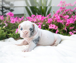 Puppy Echo Victorian Bulldog