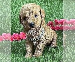 Small #30 Poodle (Toy)