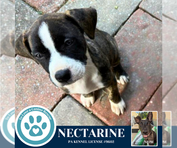 Medium Photo #1 Boxer-Unknown Mix Puppy For Sale in Kimberton, PA, USA