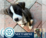 Small Boxer Mix