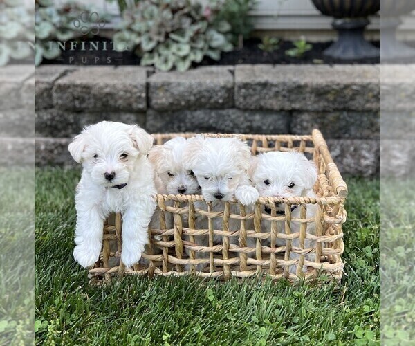 Medium Photo #2 Maltese Puppy For Sale in ATGLEN, PA, USA