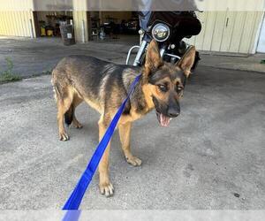 German Shepherd Dog-Unknown Mix Dogs for adoption in Grand Prairie, TX, USA