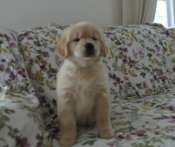 Medium Photo #6 Golden Retriever Puppy For Sale in MECHANICSVILLE, MD, USA