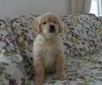 Small #5 Golden Retriever