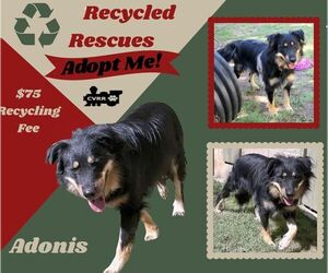 Australian Shepherd Dogs for adoption in Lindsay, CA, USA