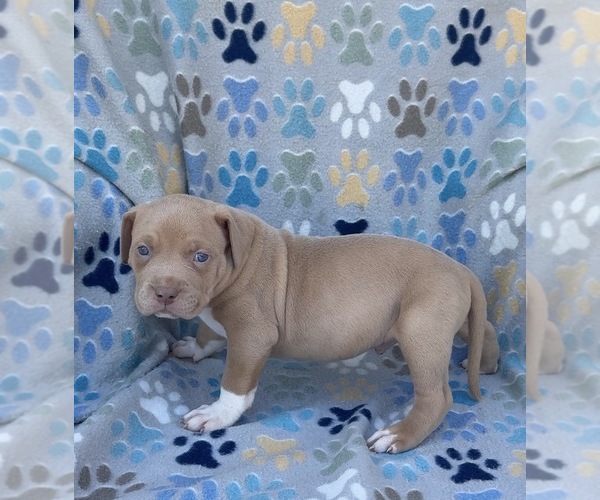 Medium Photo #6 American Bully Puppy For Sale in FAIRFIELD, CA, USA