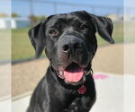 Small #38 American Pit Bull Terrier Mix