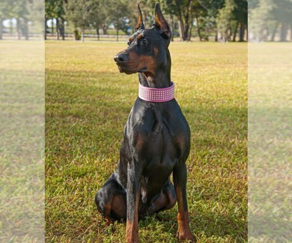 Medium Photo #15 Doberman Pinscher Puppy For Sale in FORT LAUDERDALE, FL, USA