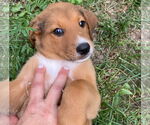 Small #2 Shepradors