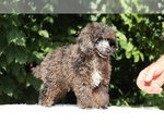 Small #22 Poodle (Toy)